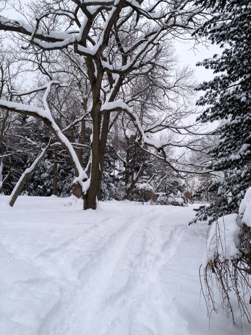 Winter path through the Arboretum