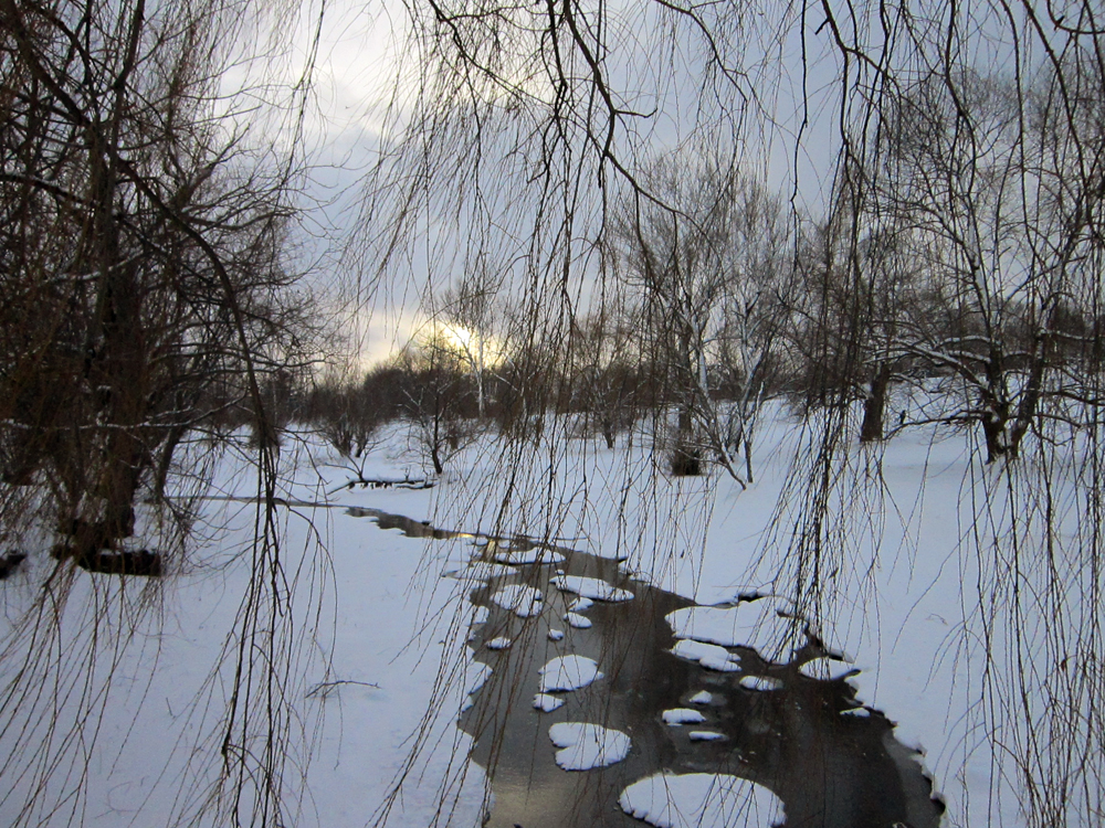 Creek through willow branches