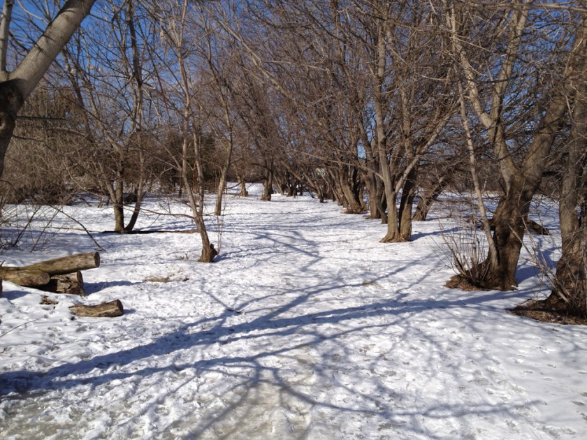 Path around the pond