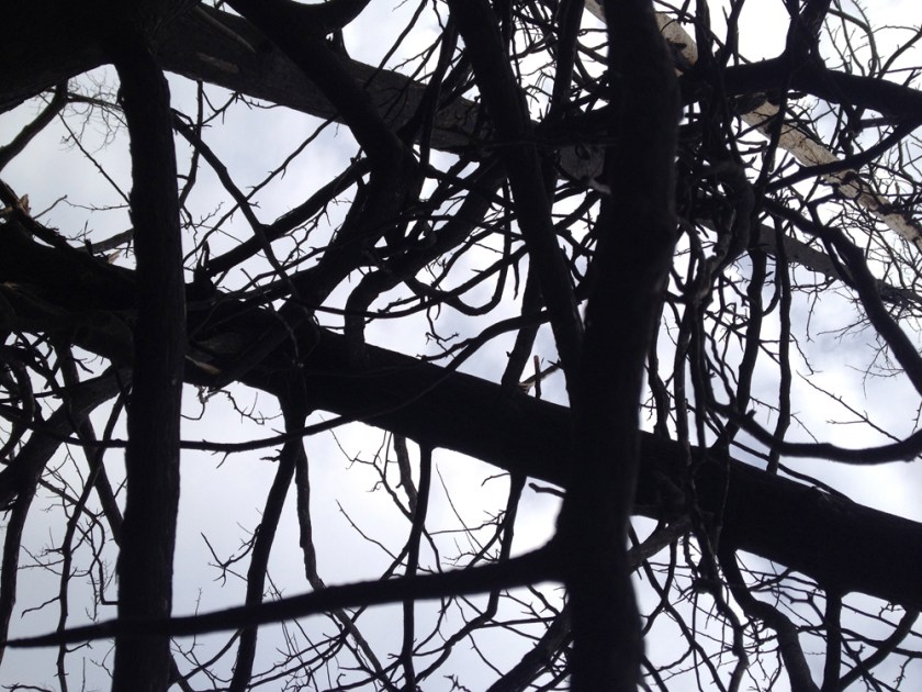 Remains of the Forest Fire