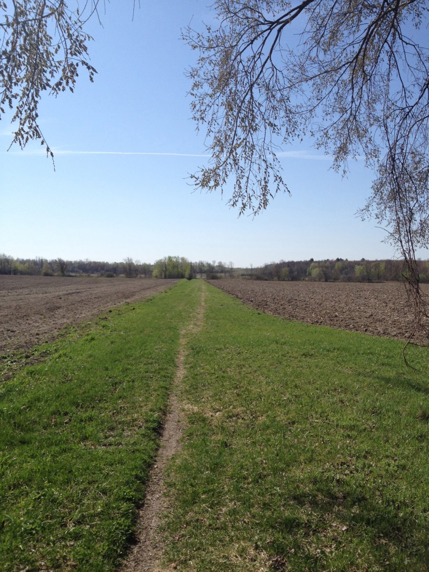 Trail between fields
