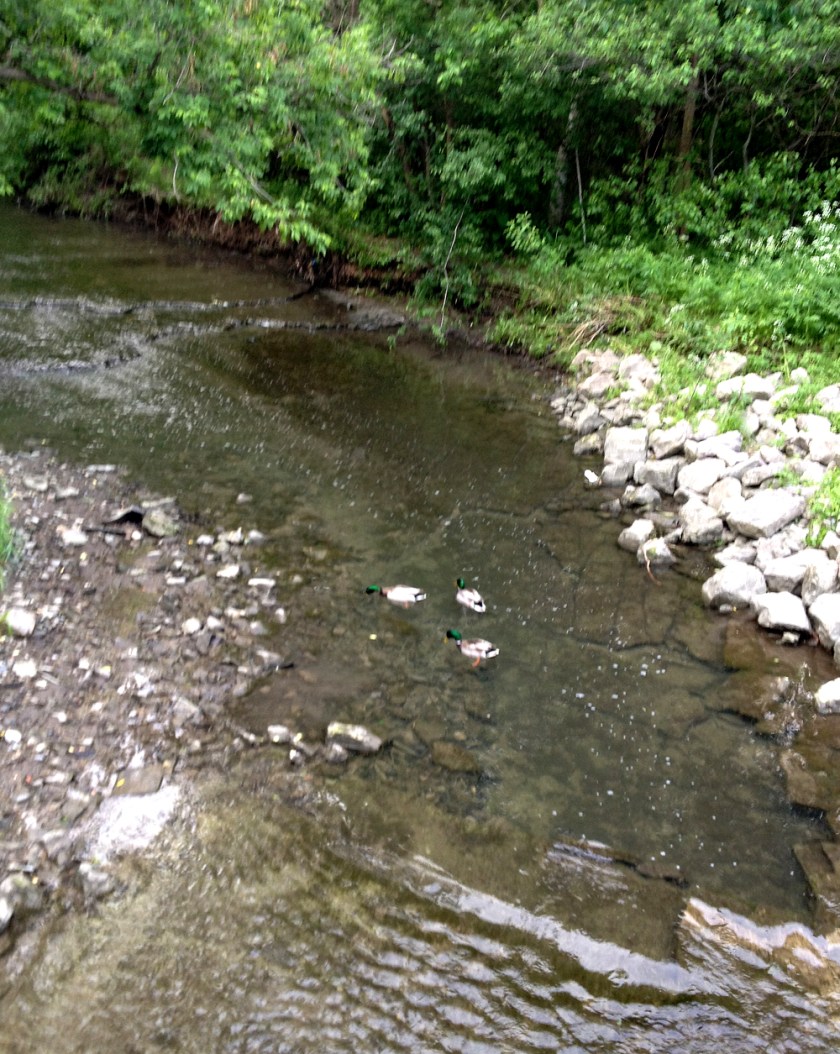Early bird gets the seaweed.