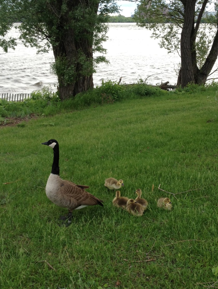Goslings2