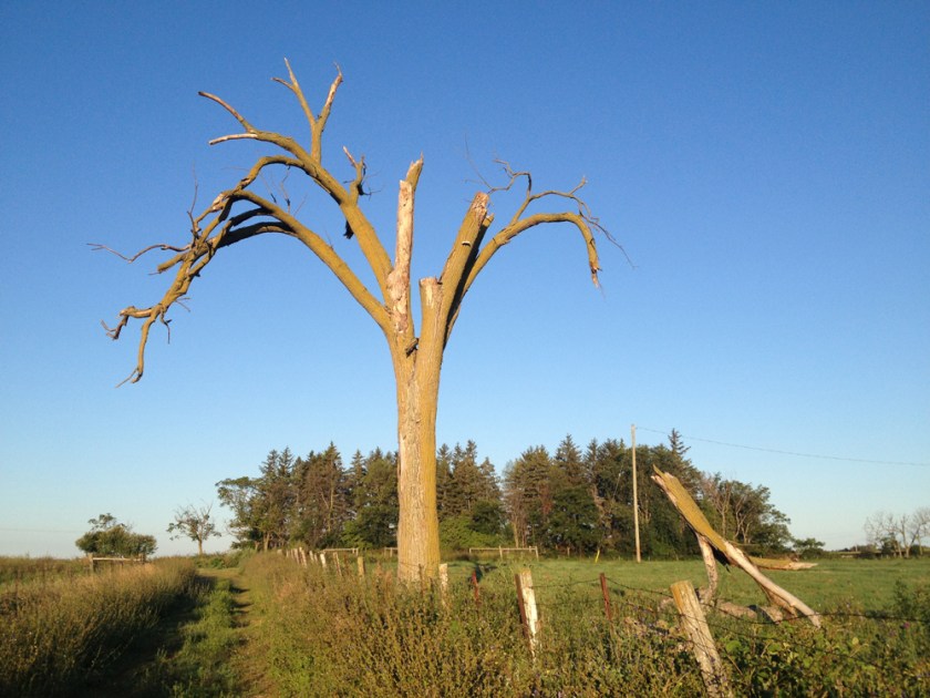 Dead tree in a field