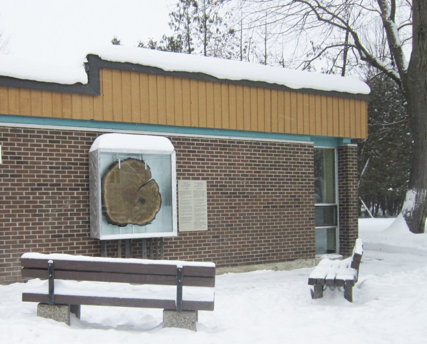 Trees as Witness to History display