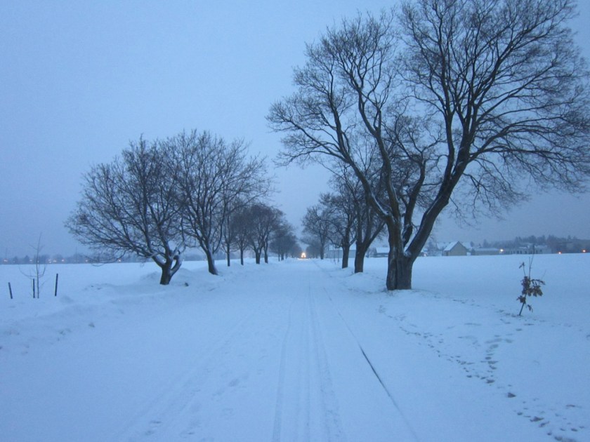 Riding through the Experimental Farm