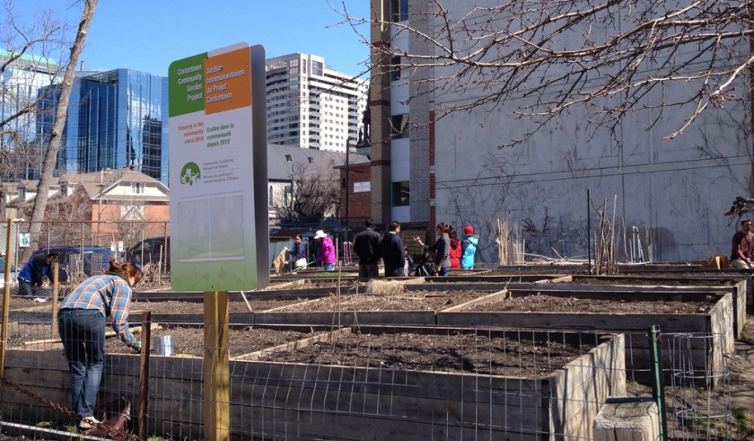 Spring clean up at the Centretown Community Garden