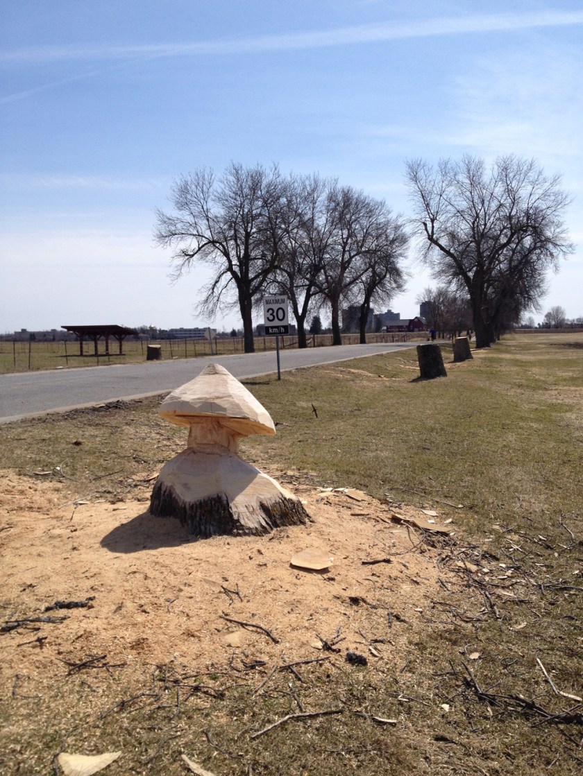 Ash trunk toad stool