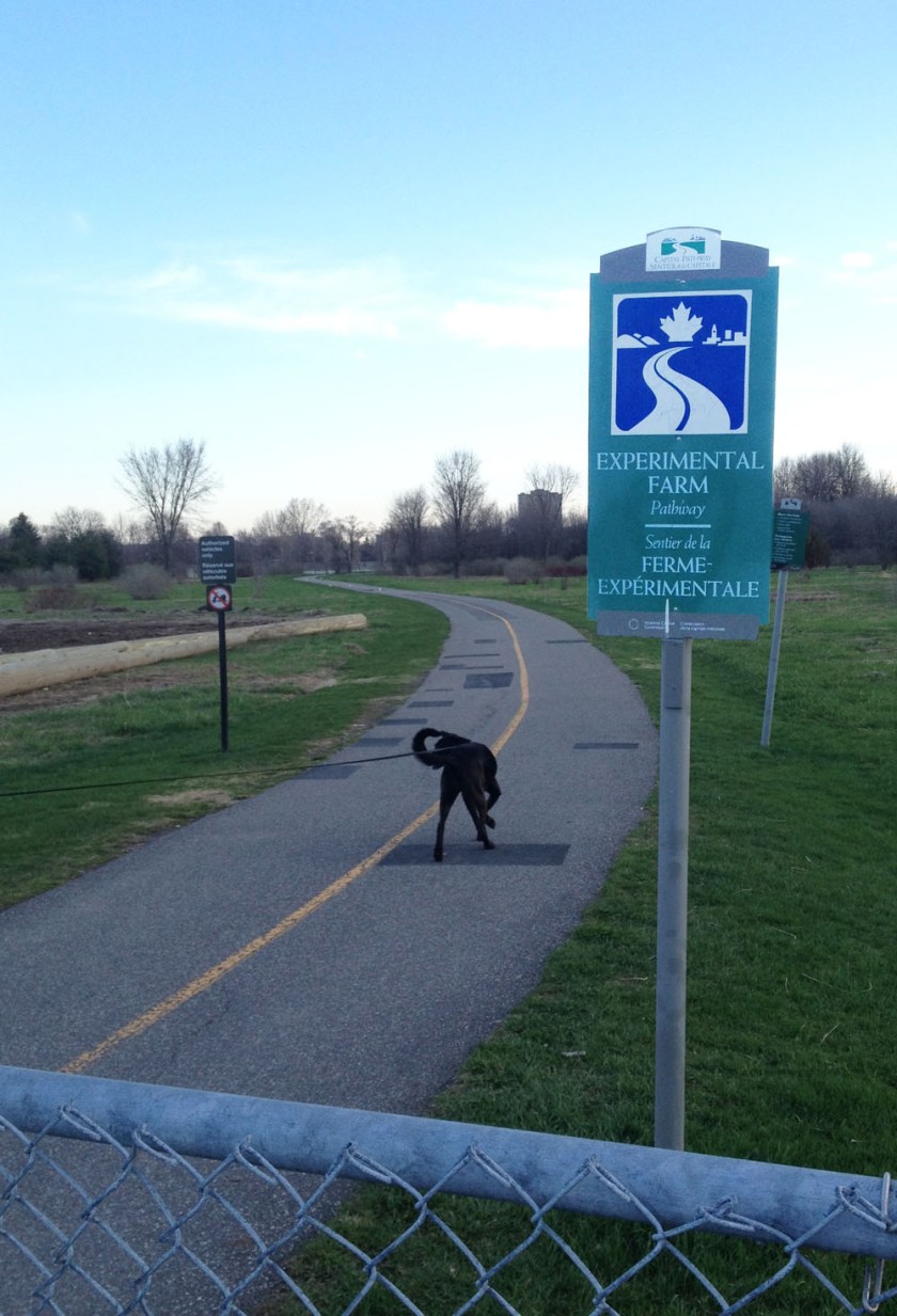 Experimental Farm Pathway at Iris