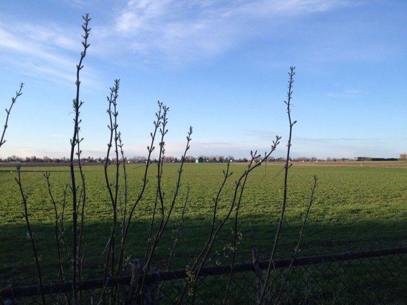 Branches budding on the edge of the farm.