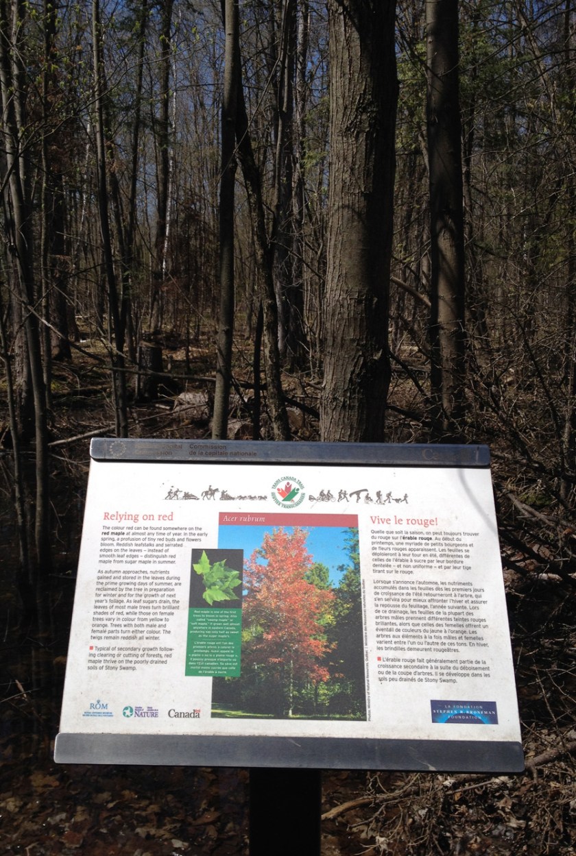 Forest interpretive panel