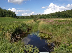 This is a fish story... I swear I saw this huge Blue Heron flying away from this creek on Concession Road 3A. I should have photoshopped it in because it was a turning moment for me as the countryside re-aligned my city soul.